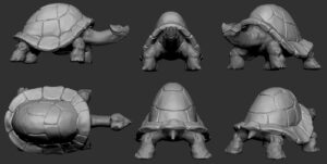 Tortue_Gray
